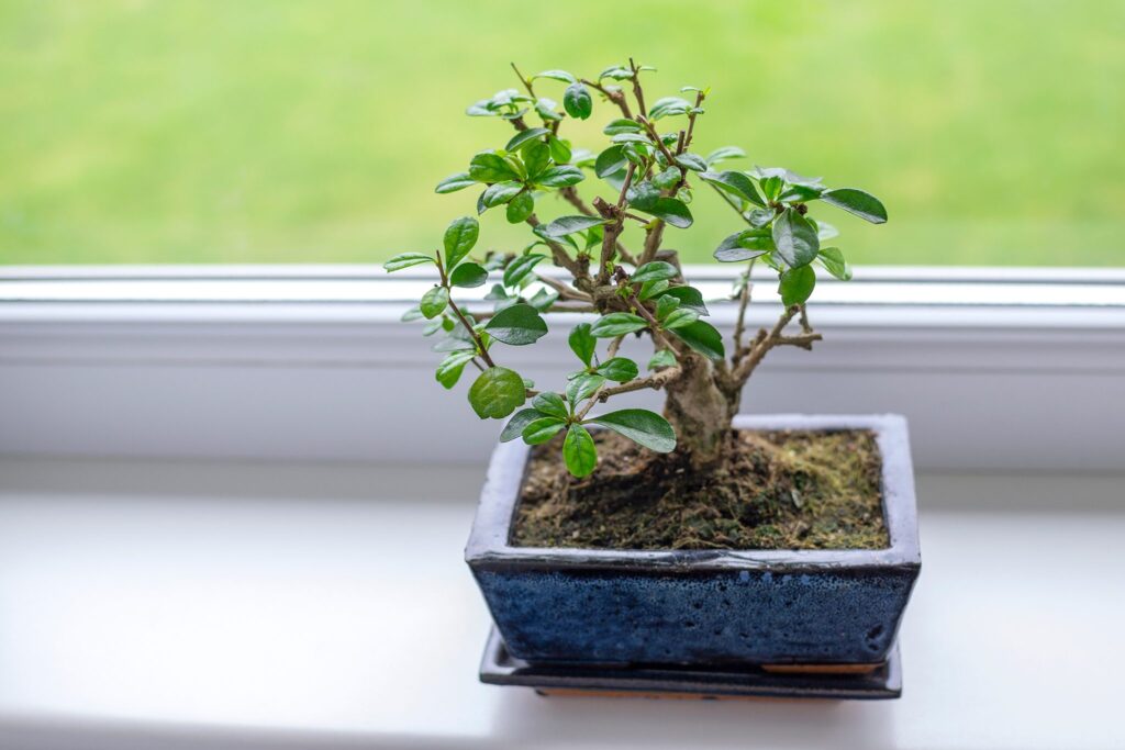 Ase Tree How To Take Care Of A Bonsai Tree Inside?: Pro Tips 2026 - Our Bonsai