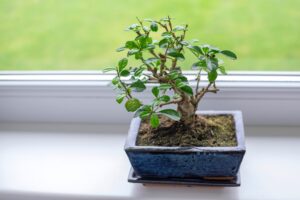 How To Take Care Of A Bonsai Tree Inside?