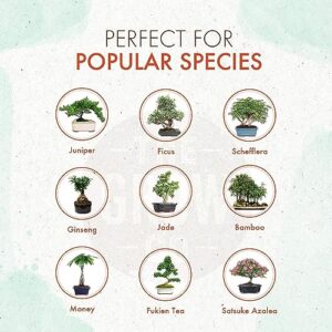 Top 10 Best Fertilizer For Indoor Bonsai