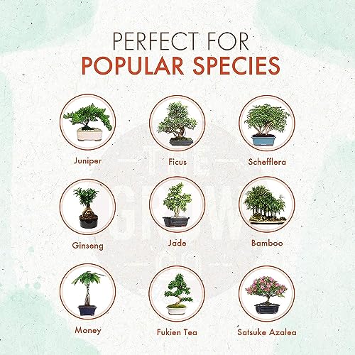 Top 10 Best Fertilizer For Indoor Bonsai