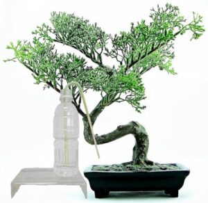 Watering Indoor Bonsai In Winter