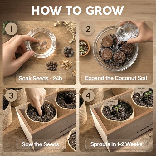 Best Indoor Bonsai Tree Seeds