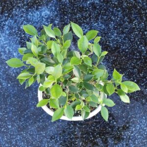 Top 5 Ficus Best Indoor Bonsai Tree