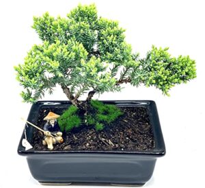Real Bonsai Tree Indoor Live Plant Large