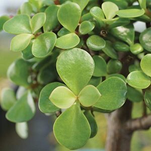 Live Dwarf Jade Bonsai Tree Indoor Ceramic Pot