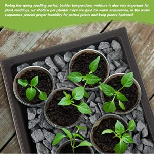 Best Humidity Tray Bonsai Watering