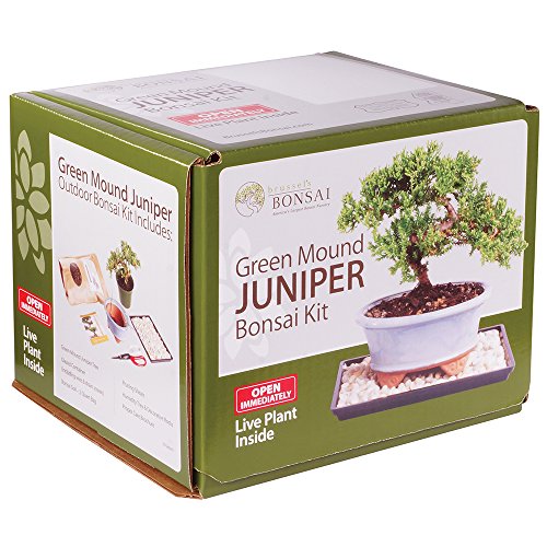 Bonsai Leaves Turning Light Green And Brown