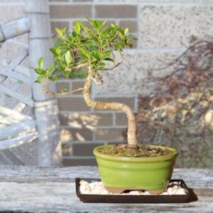 Indoor Bonsai Tree Live Plant With Pot