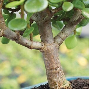 Real Jade Bonsai Tree Indoor Live Plant