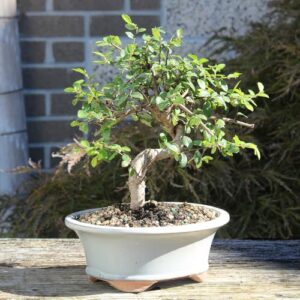 Bonsai Leaves Turning Yellow And Brown
