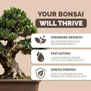 Best Water Soluable Fertilizer For Bonsai Trees
