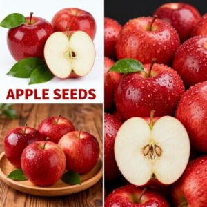 Best Indoor Bonsai Fruit Tree Seeds