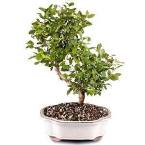 Top 5 Best Plants For Indoor Bonsai