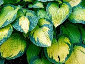 Bonsai Leaves Turning Light Green And Yellow