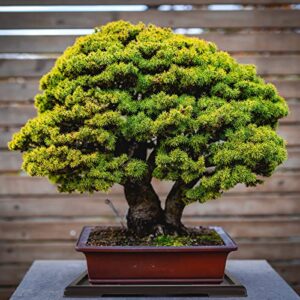 Best Bonsai Watering Tray