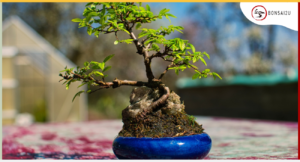 How Long Does It Take Bonsai Trees To Grow?