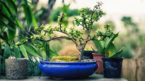 Are Bonsai Trees Poisonous To Cats And Dogs?