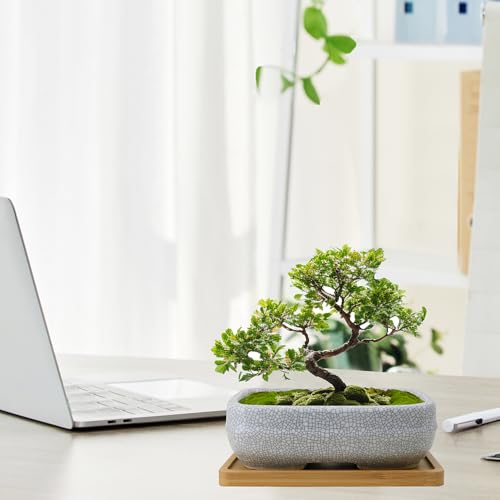 Top 5 Best Bonsai Pots Clearance Ceramic