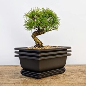 Bonsai Training Pots Clearance