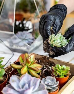 Best Hand Transplanting Succulent Tools Set