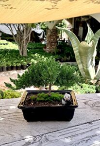 Top 5 Best Juniper Bonsai Tree Live Outdoor