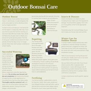 Best Outdoor Evergreen Bonsai Trees In Canada