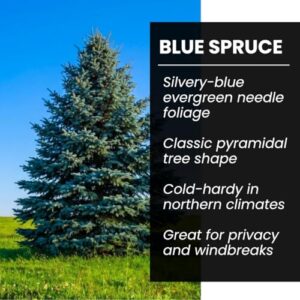 Best Evergreen Bonsai Seeds Pine Spruce