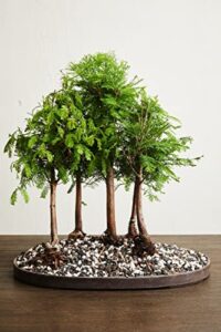 Best Bonsai Repotting Mix