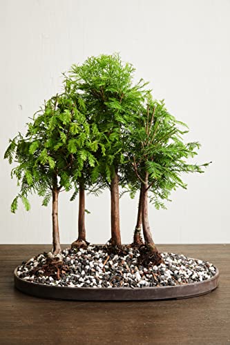 Best Bonsai Repotting Mix