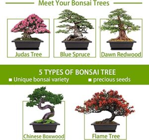 Meekear Bonsai Tree Kit Reviews