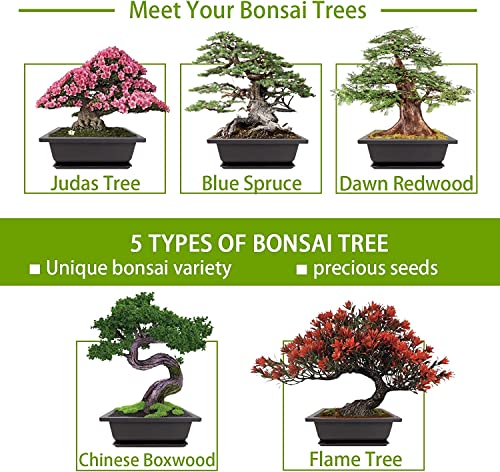 Meekear Bonsai Tree Kit Reviews