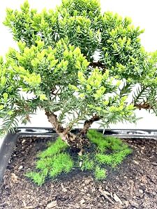 Best Outdoor Evergreen Bonsai Trees UK