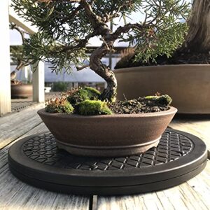 Mighty Mini Bonsai Tree Turntable Review