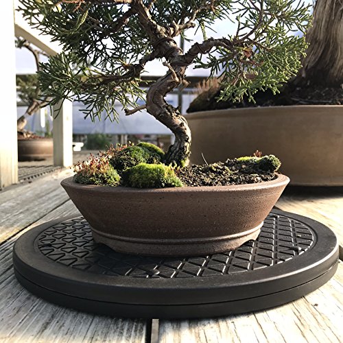 Mighty Mini Bonsai Tree Turntable Review