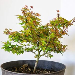 Perfect Plants Bonsai Fertilizer Review