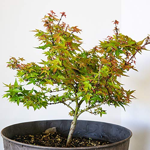 Perfect Plants Bonsai Fertilizer Review