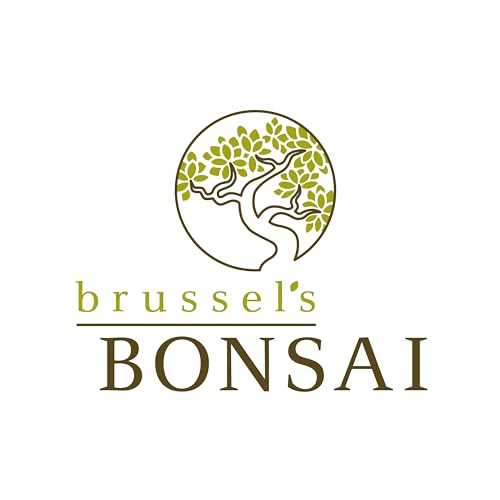 Top 5 Best Bonsai Flower Pot Outdoor