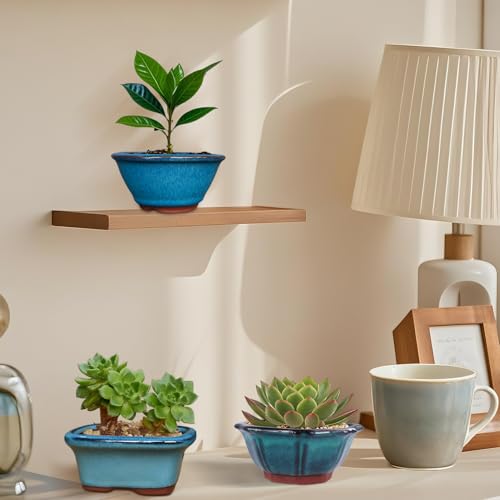 Top 5 Best Miniature Bonsai Pots