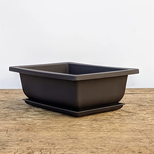 Top 5 Best Bonsai Dish With Saucer