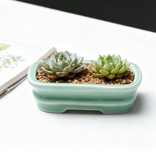Top 5 Best Shallow Bonsai Pot Indoor