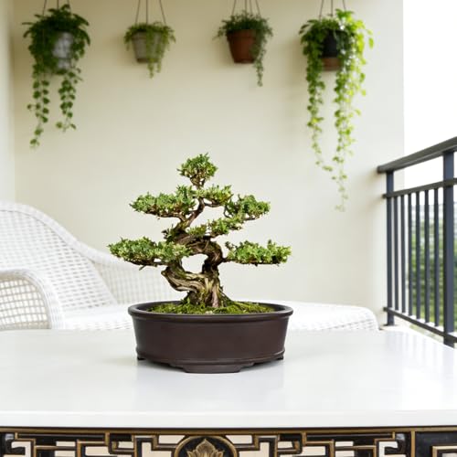 Top 5 Best Unglazed Oval Bonsai Pots