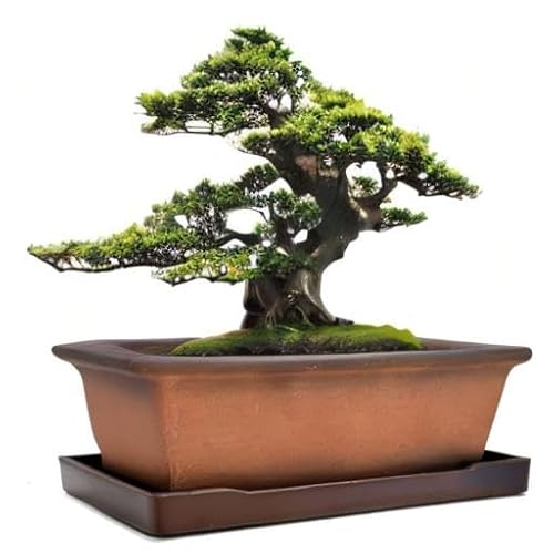 Large Shallow Rectangular Bonsai Pot