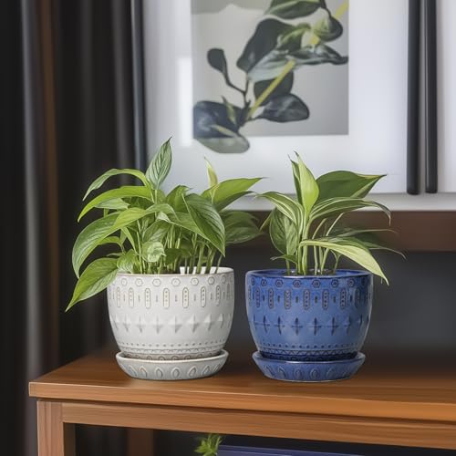Top 5 Best Bonsai Planter Pot Indoor