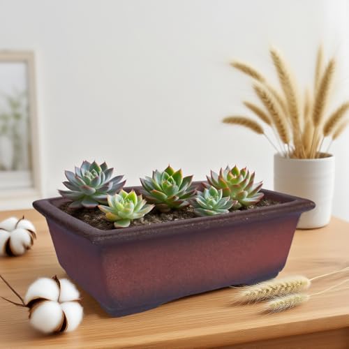 Extra Large Unglazed Bonsai Pots