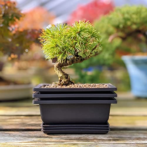 Wigert Korean Mica Bonsai Pots Review