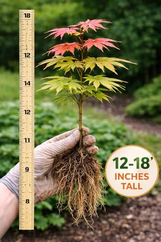 Top 5 Best Japanese Maple Bonsai Tree Planter