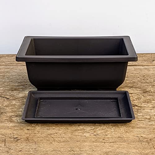 Inexpensive Bonsai Pots Online
