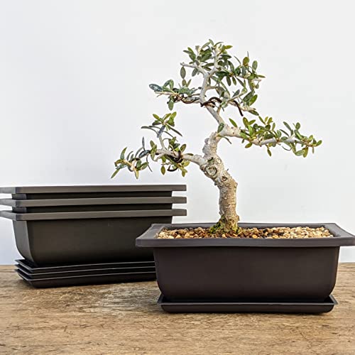 Top 5 Best Bonsai Landscape Pot Indoor