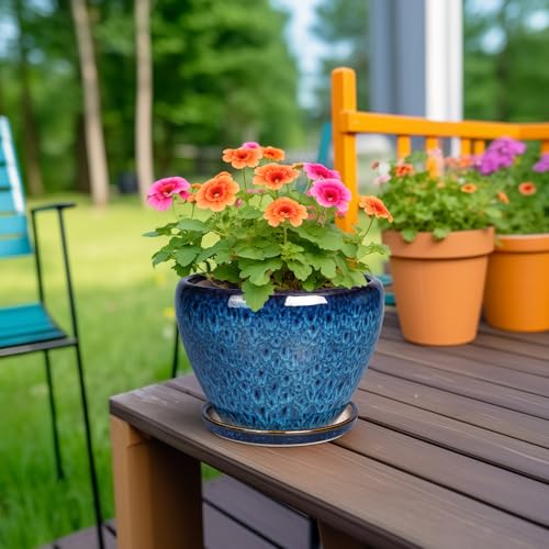 Top 5 Best Pot For Bonsai Plant Outdoor And Indoor