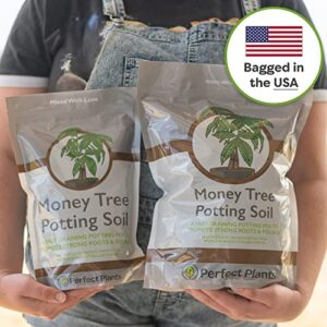 Repotting Bonsai Money Tree Indoors